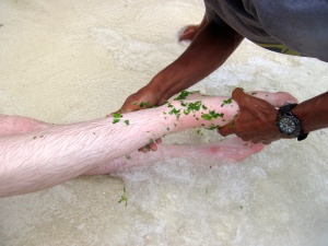 The caretaker of the island, rubbing leaves to ease the stinging