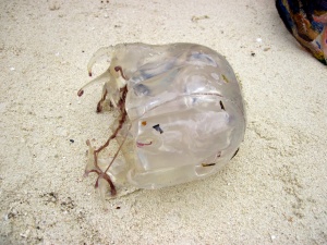 An image of the Box Jellyfish that stung me